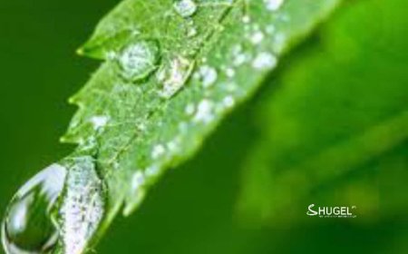 Хүйтэн шүүдэр буух улирал өнөөдрөөс эхэлнэ