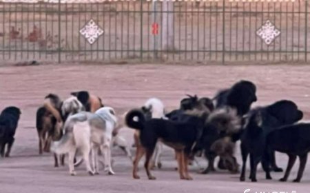 Хоёр настай хүүхэд нохойнд хазуулж, хагалгаанд оржээ