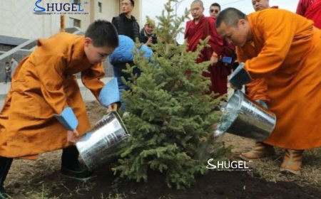 X Богд  Гандантэгчэнлин хийдэд  өнөөдөр мод тарилаа