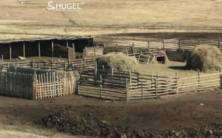 Малын өвөлжөө, хашаа, саравч барих стандартыг боловсруулж байна