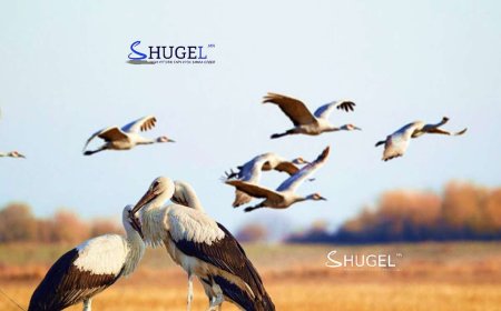 Гурван өдөр  дараалан ихэнх нутгаар цас орно