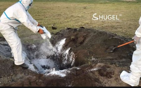 Боомоор өвчилсөн үхрийн махыг идсэн 11 иргэнээс хоёрынх нь бие муу байснаас өнөөдөр биеийн байдал нь тогтворжиж эхэлжээ