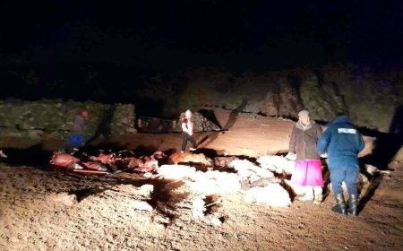 Чоно сүрэглэн дайрч 103 мал  руу ноцож,  80 мал үхжээ