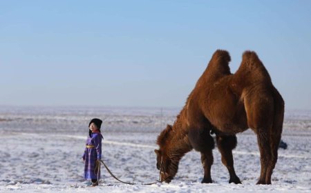Монголын хамгийн өндөр тэмээг  шалгаруулжээ