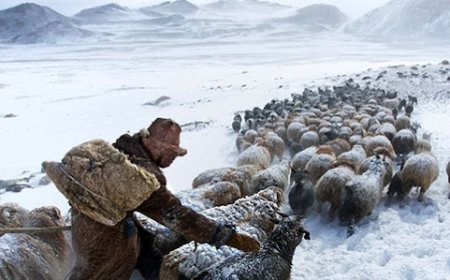 Ховд аймгийн зарим суманд өвөлжилт хүндэрчээ