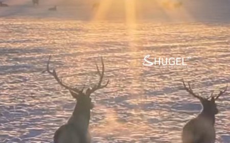 УЛААНБААТАРТ ЦАС ОРОХГҮЙ, 17 ХЭМ ХҮЙТЭН БАЙНА