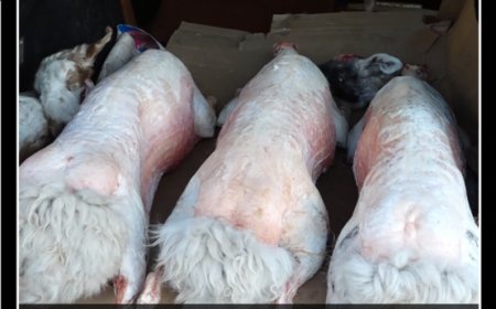 Хонины ууц 300-600 мянган төгрөгийн хооронд худалдаалагдаж байна