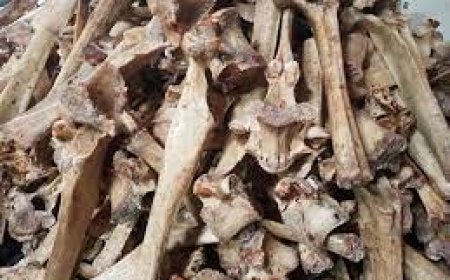 ОХУ руу 31 кг сээрний яс гаргахыг завдсан иргэнд хэрэг үүсгэн шалгаж эхэлжээ