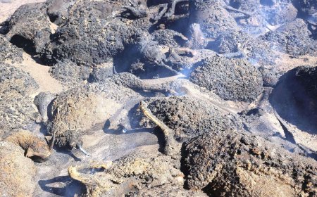 Зүүн гурван аймагт дэгдсэн түймэрт айлуудын гэр, машин, мал өржээ