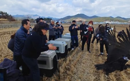 Туйлдсан таван тас шувуу Монголоос, Өмнөд Солонгост нүүж очсоныг бүс нутгийн экологийн ажилтнууд эмчилж төрөлх нутагт нь буцаалаа