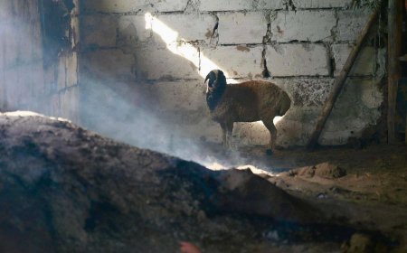 Түймэр 5 айлын 7 гэр, 5 саравч, 4 хашаа, 1 өрхийн 300 гаруй толгой мал үрэгджээ