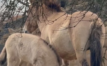 Монгол тахийн унаганд  ''Дагина'' гэдэг нэр өгч  Монголд аваачвал ''Дорнын дагина'' хэмээнэ гэж  Ерөнхийлөгч У.Хүрэлсүх хэлжээ