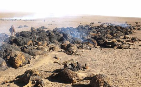 ''НЭГ ӨРХ - НЭГ ХОНЬ'' хандивын аяныг эхлүүлжээ