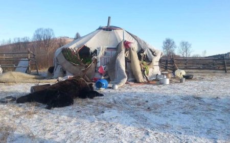 Малчин айлын үхрийг баавгай барьжээ