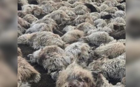 218 бог малыг хээрийн амьтан хотонд нь барьж, сэглэээд явжээ