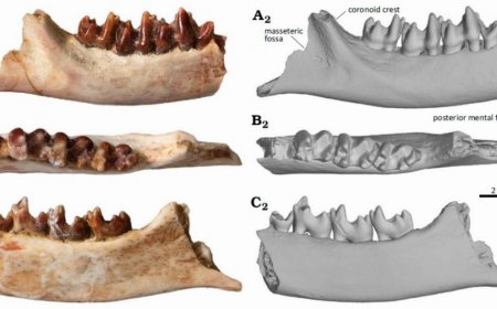 Цэрдийн галавын үеийн шинэ хөхтөн амьтны олдворыг анх удаа Монгол орноос бүртгэлээ