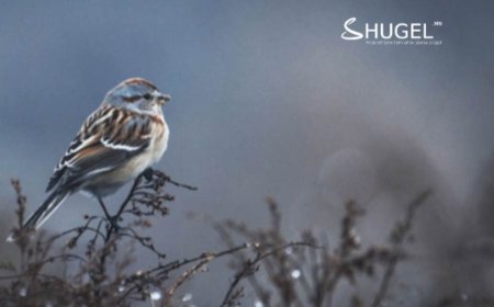 Алтай, Хангайн уулархаг нутаг, говийн бүс нутгийн баруун хэсгээр бороо орно