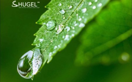 ''Цагаан шүүдэр'' буух улирал нь энэ жил 09 дүгээр сарын 07-ны өдөр буюу маргааш тохионо