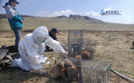 Тахлаар хүн нас барж, дахин нэг халдвар бүртгэгдлээ