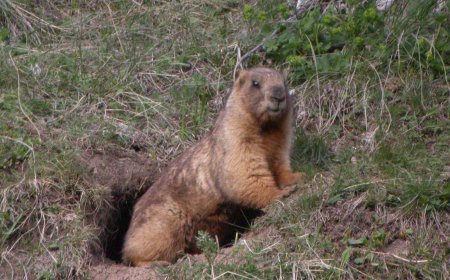 Тарвага агнах зөвшөөрлийг түр хугацаагаар түдгэлзүүллээ