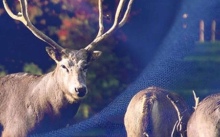 Богдхан уулын Зайсангийн амны дугуй цагаан руу өгсдөг замд бугын сүрэг хүн рүү дайрчээ