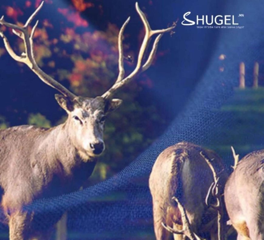 Богдхан уулын Зайсангийн амны дугуй цагаан руу өгсдөг замд бугын сүрэг хүн рүү дайрчээ