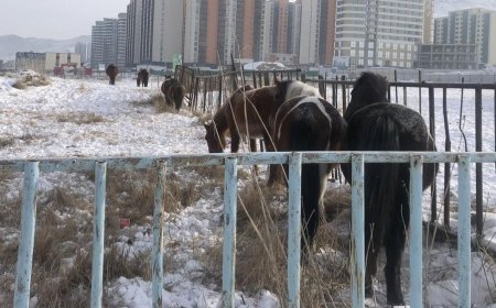 Хориглосон бүсээс малаа гаргаагүй иргэн, ААН-ийг торгоно