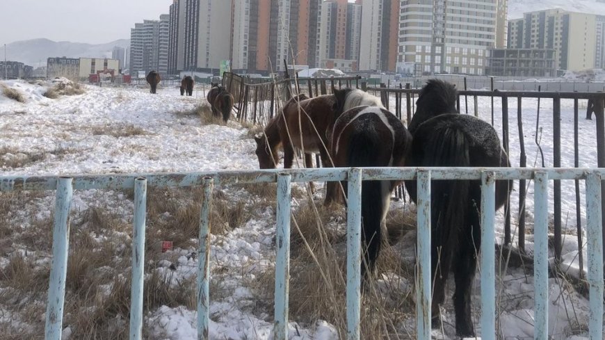 Хориглосон бүсээс малаа гаргаагүй иргэн, ААН-ийг торгоно