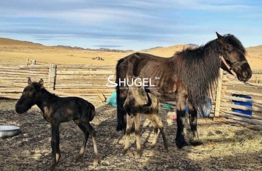 Хөвсгөл аймгийн Рашаант сумын  малчин Б.Ганболдын адуун сүрэгт  ИХЭР УНАГА мэндэлж БУЯН НЭМЖЭЭ