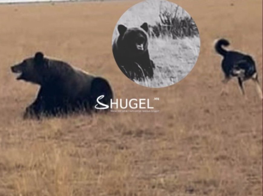 СЭЛЭНГЭ АЙМАГТ БААВГАЙ АЙЛЫН ҮХЭР БАРЬЖ, ЗӨГИЙН ҮҮР ЭВДЖЭЭ