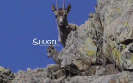 БОГДХАН УУЛЫН НҮХТИЙН АМНЫ ЯНГИРЫН СҮРЭГТ ШИНЭ ТӨЛ МЭНДЭЛЖЭЭ